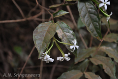 Combretum shivannae
